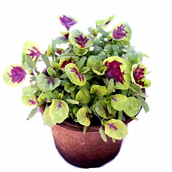 Amarant červené srdce 500g